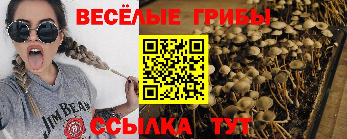 Псилоцибиновые грибы Psilocybine cubensis Тула
